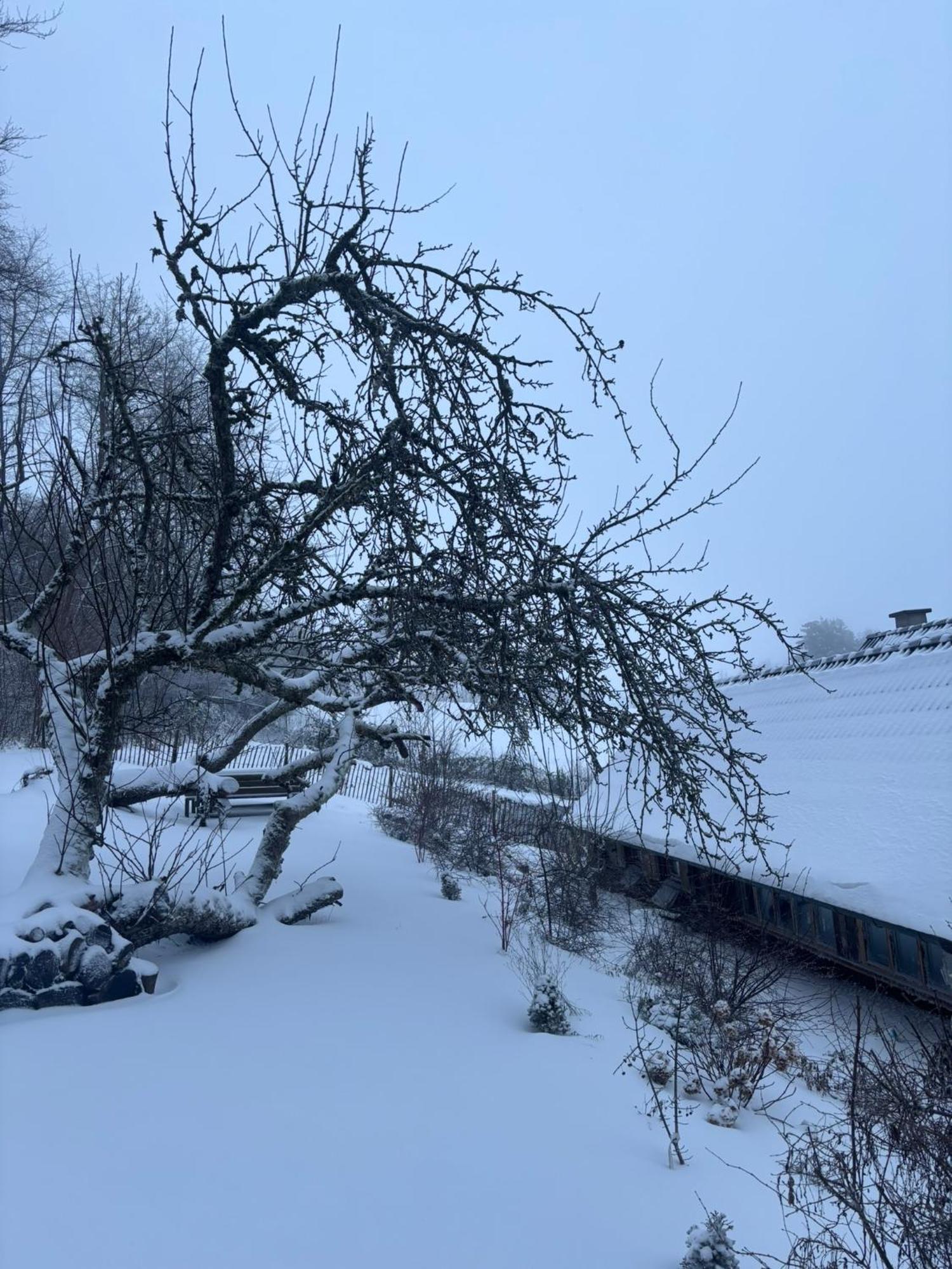 Blockhuette Engeln-Eifel Villa Kempenich Exteriör bild